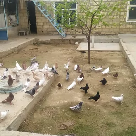 kuepderi