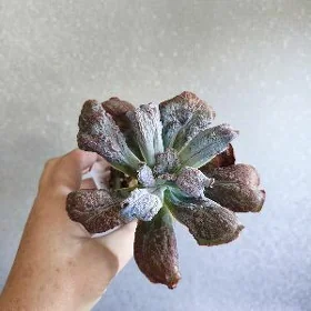 суккуленты