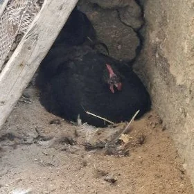 Gıgant ataks juyje