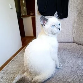 котенок блюпоинт