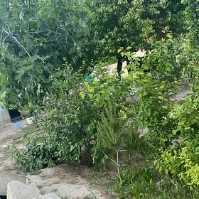 plañ jañgada
