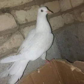 kepderi.hiç ýerde ýok kepderi