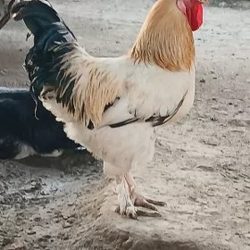 Horaz