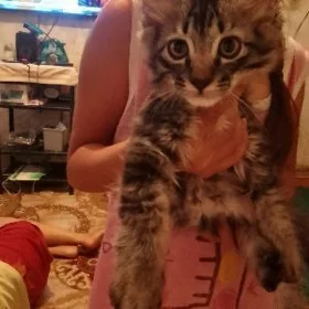 котята