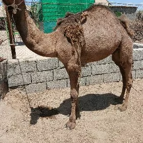 Owşyk