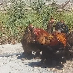 Bramma