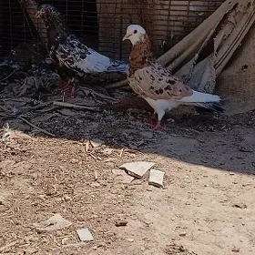kepderi