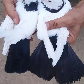 kepderi