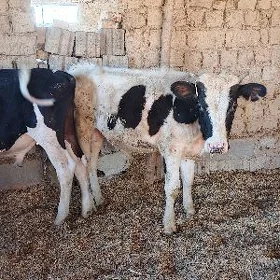 Öküz galişteýin