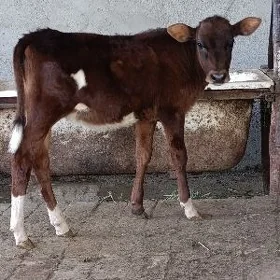 cornypiostr tohum okuz
