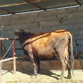 sygyr bogaz