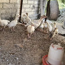 induk juyje
