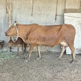 göleli