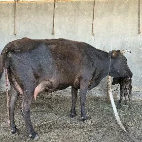 göleli