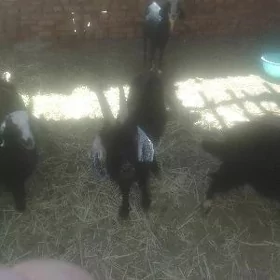 geci