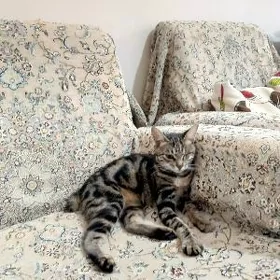 Кошечка, смесь бенгальской