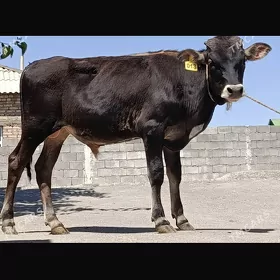 Tohum öküzçe