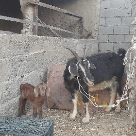 Owlakly geçi