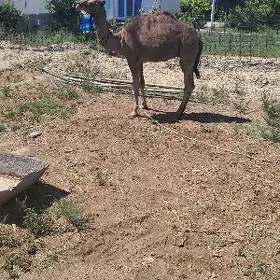 Ogşuk