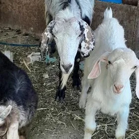 geçiler  teke