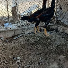 horaz