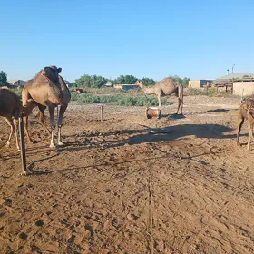 Arwana kosekli duye
