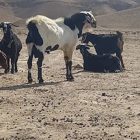 ORGINAL Pàkistan