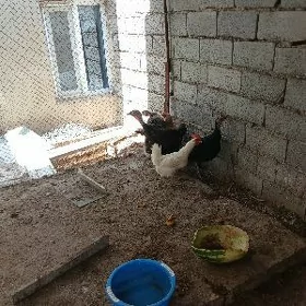 satlyk induk