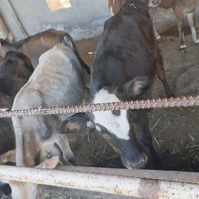 gulajyn oküzce