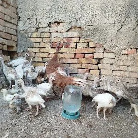 Induk juje