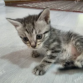 котята В ДОБРЫЕ РУКИ.