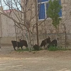 cewişler