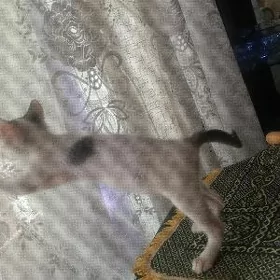 отдам