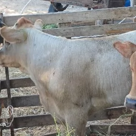 ŞIWET OKUZ