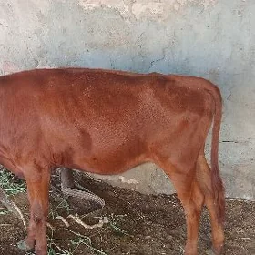 gulajynlar