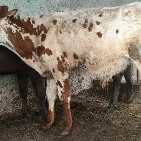 Göle