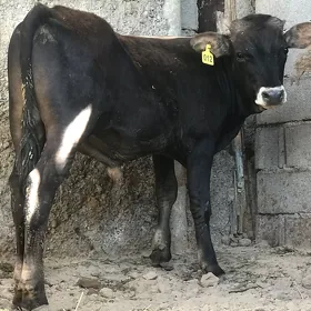 öküz