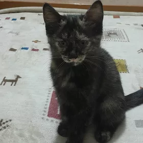 катёнок
