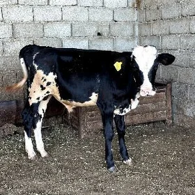 GARALA GALIŞDEÝIN ÖKÜZ