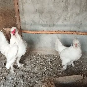 ýaponçik