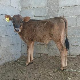 ÖKÜZÇE