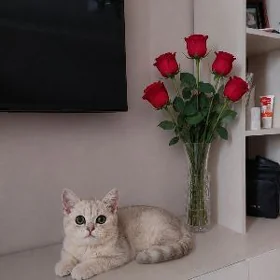 Белое Золото Шиншилла
