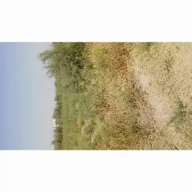 mellek ýer
