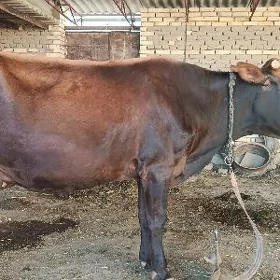 Goleli sygyr