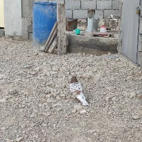kepderi