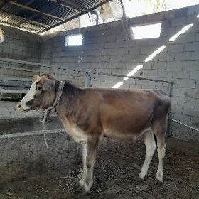 arassa gibirit tohum tuweler