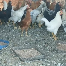 Satlyk Horazlar