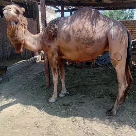 Düÿe