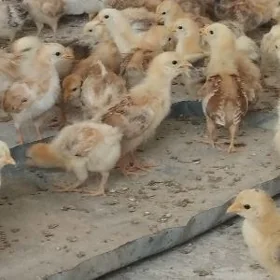 juyje gibrid