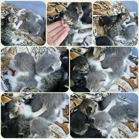 кот кошка pisik